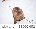 ニホンザル 63092462