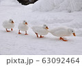 アヒルの行進 63092464