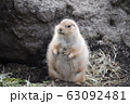 プレーリードッグ 63092481