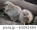 プレーリードッグ 63092484