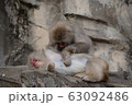 ニホンザル 63092486