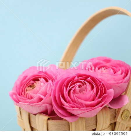 ラナンキュラス 63092505