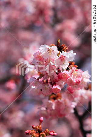 晴れた日の満開の蓬莱桜 63092562