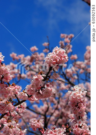 満開の蓬莱桜と空 満開の蓬莱桜と空 63092563