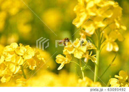 菜の花とミツバチ 菜の花とミツバチ 63093492