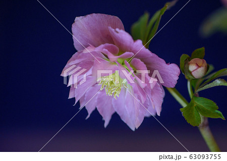 クリスマスローズ 63093755