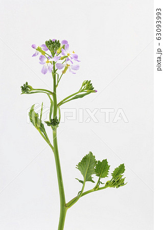 ハマダイコン 63093993