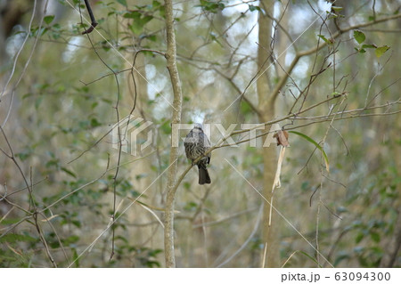 荒尾市　四ツ山神社　ヒヨドリ、 63094300