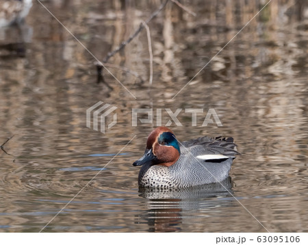 コガモ 63095106