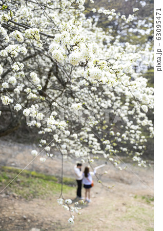 春の花 桜 花 63095471