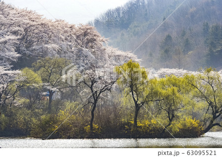 春の花 桜 花 63095521
