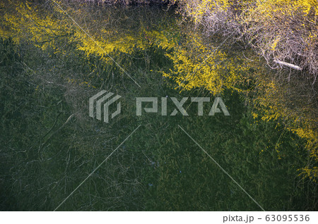 春の花 桜 花 63095536