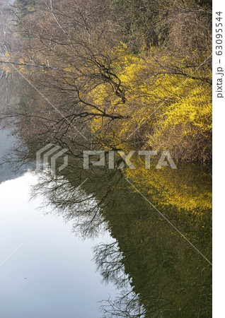 春の花 桜 花 63095544