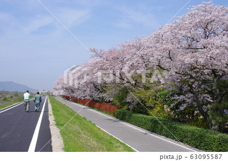 重信川沿いの桜　-愛媛県東温市にて- 63095587