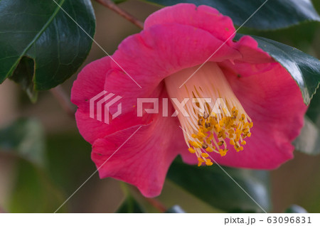 毘沙門堂の椿、京都市山科区 毘沙門堂の椿、京都市山科区 63096831