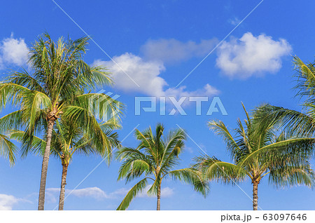 【ハワイイメージ】ヤシの木と快晴の青空 【ハワイイメージ】ヤシの木と快晴の青空 63097646