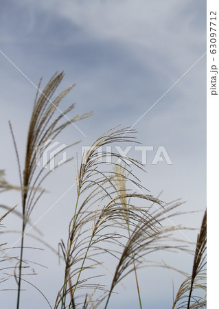 ススキ ススキ 63097712