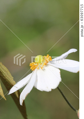 シュウメイギク 63097715