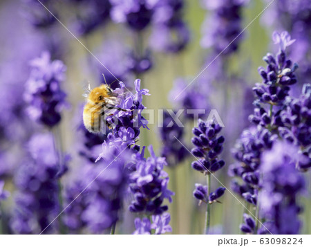 イングリッシュラベンダーと花にとまるハナバチの写真素材