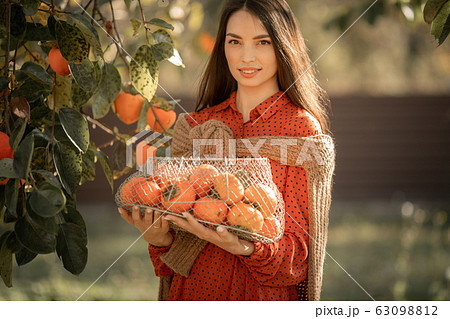A woman harvests ripe tangerine trees. Ripe citrus trees 63098812