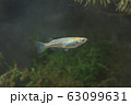 野生メダカ 63099631
