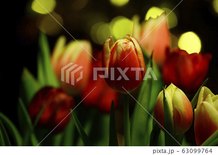 image of flower dark background  63099764