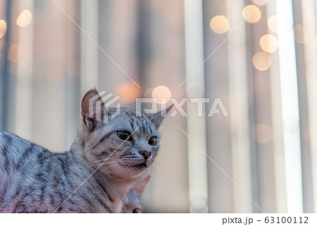 かわいい猫ちゃん 63100112