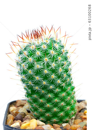 Closeup green cactus isolated on white background Closeup green cactus isolated on white background 63100268