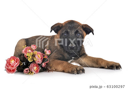 puppy malinois in studio 63100297