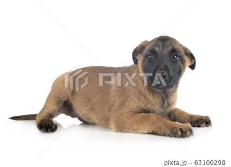 puppy malinois in studio 63100298