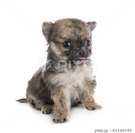 chihuahua in studio chihuahua in studio 63100349