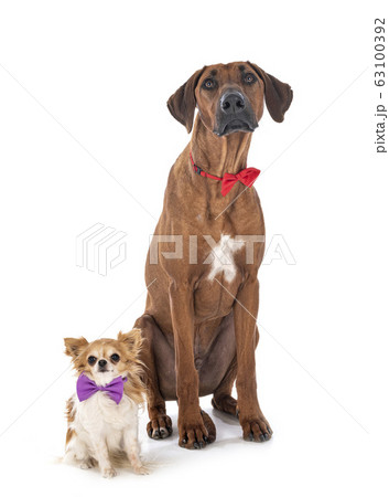 Rhodesian Ridgeback and chihuahua 63100392