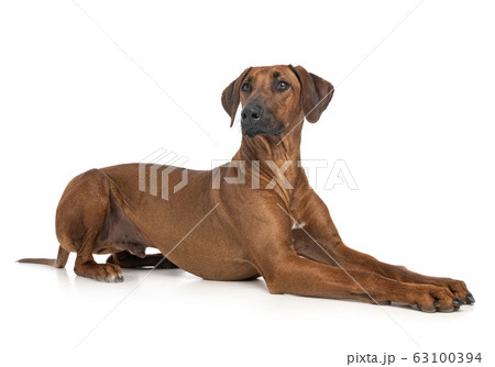Rhodesian Ridgeback in studio Rhodesian Ridgeback in studio 63100394