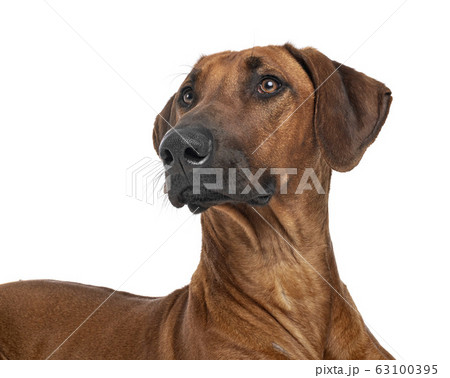 Rhodesian Ridgeback in studio Rhodesian Ridgeback in studio 63100395