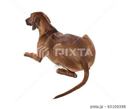 Rhodesian Ridgeback in studio Rhodesian Ridgeback in studio 63100396