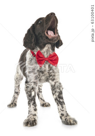 puppy Small Munsterlander puppy Small Munsterlander 63100401