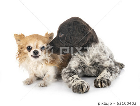 puppy Small Munsterlander and chihuahua 63100402