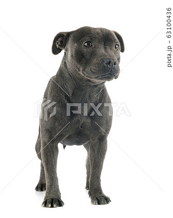 staffordshire bull terrier 63100436