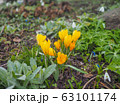 スウェーデンのクロッカス 63101174