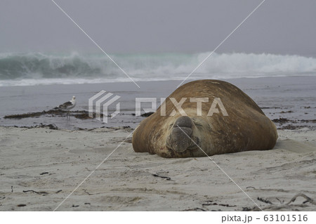 Male Southern Elephant Seal (Mirounga leonina) Male Southern Elephant Seal (Mirounga leonina) 63101516