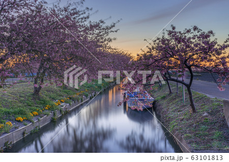 笠松河津桜ロード 朝焼け 63101813