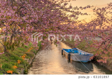 笠松河津桜ロード 朝焼け 笠松河津桜ロード 朝焼け 63101897