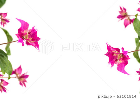 pink 63101914