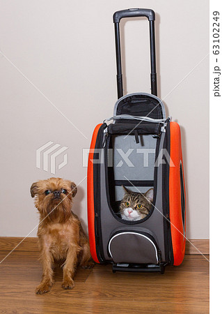 Dog and cat are ready for the ride 63102249