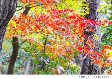 秋 紅葉 木 63103117