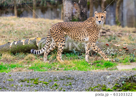 チーター,多摩動物公園 63103322