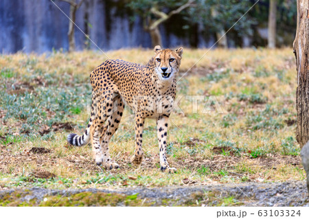 チーター,多摩動物公園 チーター,多摩動物公園 63103324