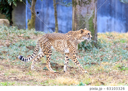 チーター,多摩動物公園 63103326
