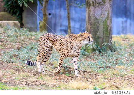 チーター,多摩動物公園 63103327