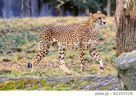 チーター,多摩動物公園 63103528